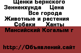 Щенки Бернского Зенненхунда  › Цена ­ 40 000 - Все города Животные и растения » Собаки   . Ханты-Мансийский,Когалым г.